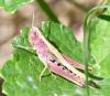 Pseudochorthippus parallelus parallelus